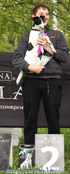 click for enlarge 322 X 800  90.8 Kb picture