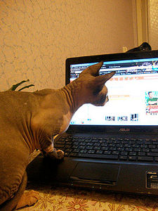 click for enlarge 360 X 480 45.3 Kb picture