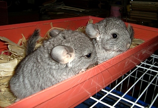 click for enlarge 1024 X 702 440.8 Kb picture