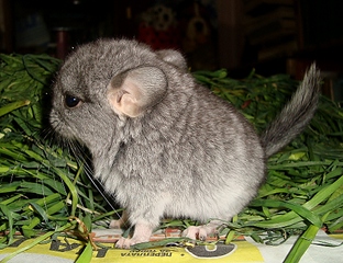 click for enlarge 999 X 768 527.0 Kb picture