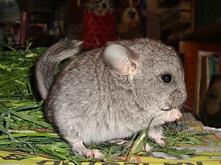 click for enlarge 1365 X 1022 855.2 Kb picture