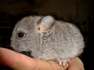 click for enlarge 1024 X 768 491.0 Kb picture