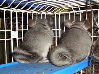 click for enlarge 1365 X 1023 925.1 Kb picture