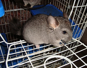 click for enlarge 985 X 768 574.0 Kb picture