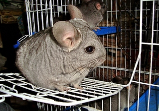 click for enlarge 1024 X 717 563.0 Kb picture