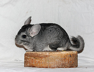 click for enlarge 700 X 535 119.5 Kb picture