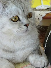 click for enlarge 453 X 604 59.6 Kb picture