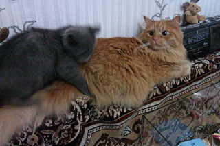 click for enlarge 1920 X 1280 646.4 Kb picture