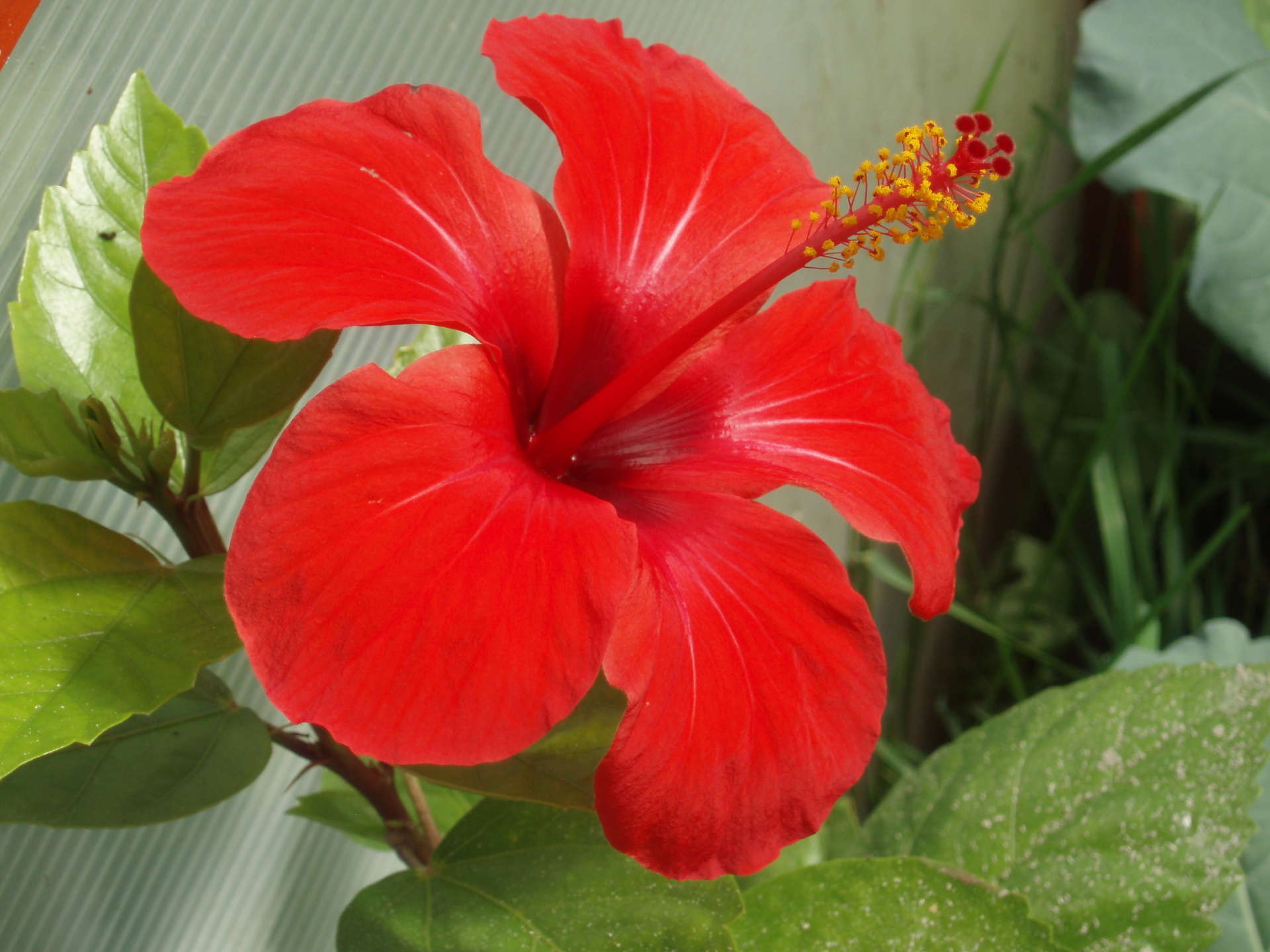 Красное комнатное растение фото. Гибискус красный. Гибискус Киото. Гибискус комнатный цветок. Красные цветы гибискуса.