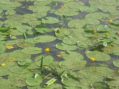 click for enlarge 1600 X 1200 535.9 Kb picture