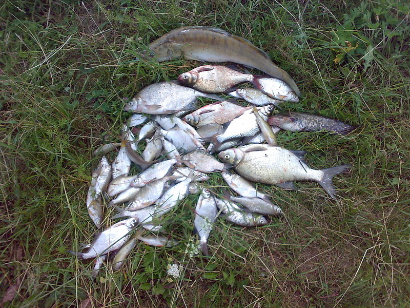 click for enlarge 1920 X 1440 789.6 Kb picture