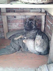 click for enlarge 1536 X 2048 756.9 Kb picture