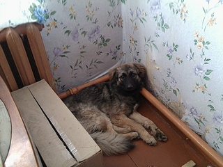 click for enlarge 1920 X 1440 774.9 Kb picture