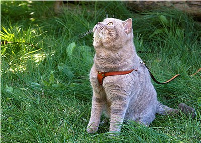 click for enlarge 941 X 671 234.0 Kb picture