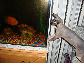 click for enlarge 640 X 480  71.3 Kb picture