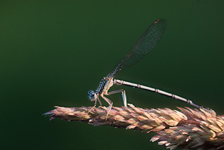 click for enlarge 1024 X 685 400.7 Kb picture