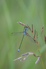 click for enlarge 685 X 1024 263.6 Kb picture