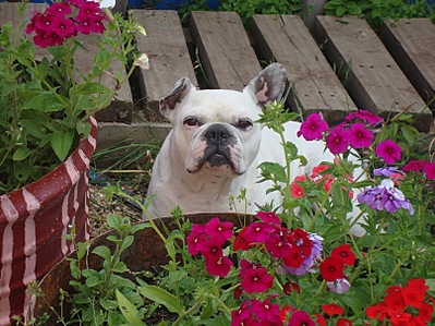 click for enlarge 807 X 605 175.0 Kb picture