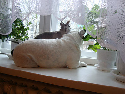 click for enlarge 640 X 480 62.8 Kb picture