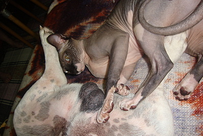 click for enlarge 1920 X 1282 906.7 Kb picture