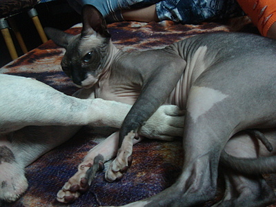 click for enlarge 1920 X 1440 1007.0 Kb picture