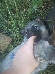 click for enlarge 768 X 1024 139.2 Kb picture