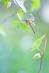 click for enlarge 534 X 800 221.0 Kb picture