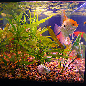 click for enlarge 900 X 902 343.3 Kb picture