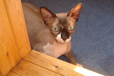 click for enlarge 1920 X 1282 828.5 Kb picture