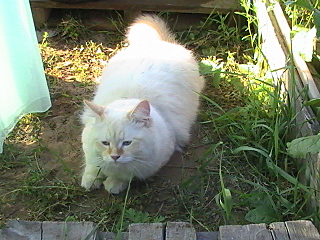 click for enlarge 640 X 480 187.2 Kb picture