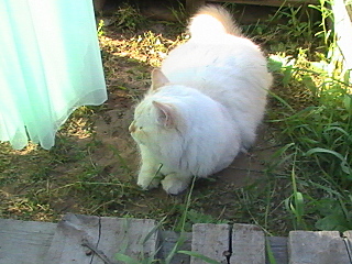 click for enlarge 640 X 480 160.7 Kb picture