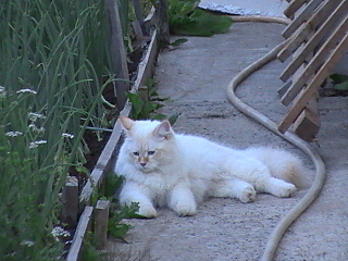 click for enlarge 640 X 480 155.0 Kb picture