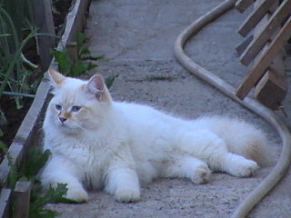 click for enlarge 640 X 480 134.5 Kb picture