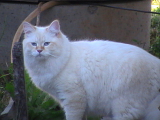 click for enlarge 640 X 480 118.4 Kb picture