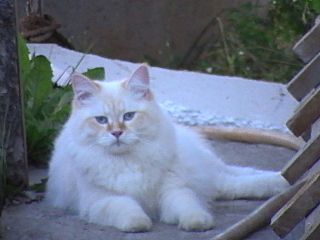 click for enlarge 640 X 480 123.3 Kb picture