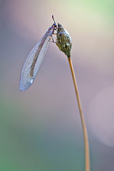 click for enlarge 534 X 800 87.9 Kb picture