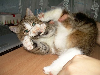 click for enlarge 604 X 453 74.0 Kb picture