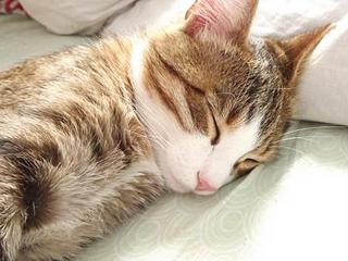 click for enlarge 448 X 336  59.2 Kb picture