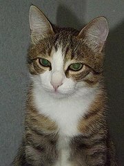 click for enlarge 336 X 448  29.0 Kb picture