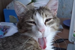 click for enlarge 448 X 299  19.8 Kb picture