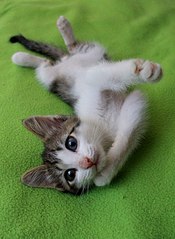 click for enlarge 591 X 807 86.5 Kb picture