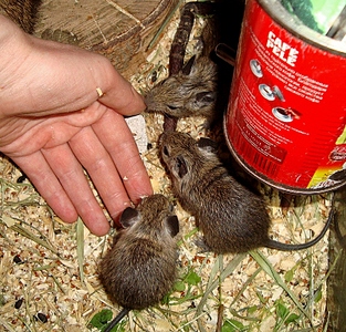 click for enlarge 802 X 768 533.2 Kb picture