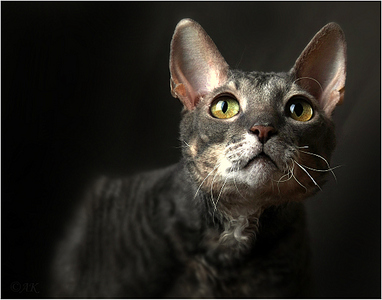 click for enlarge 1000 X 785 242.2 Kb picture