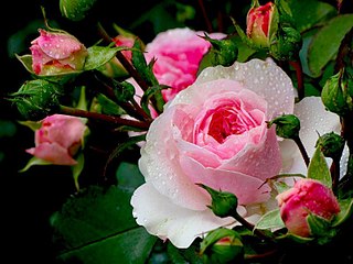 click for enlarge 800 X 600 100.7 Kb picture