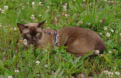 click for enlarge 1024 X 662 513.9 Kb picture