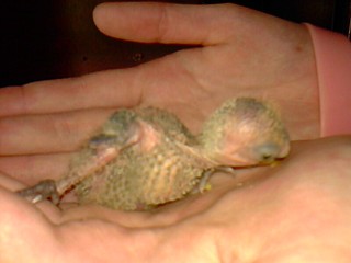 click for enlarge 800 X 600 53.6 Kb picture