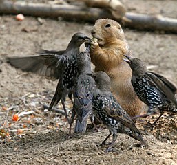 click for enlarge 530 X 493 78.5 Kb picture