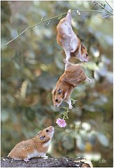 click for enlarge 411 X 604 48.3 Kb picture