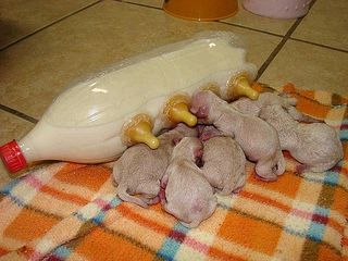 click for enlarge 604 X 453  52.4 Kb picture