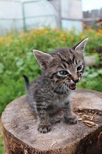 click for enlarge 1920 X 2880 295.6 Kb picture